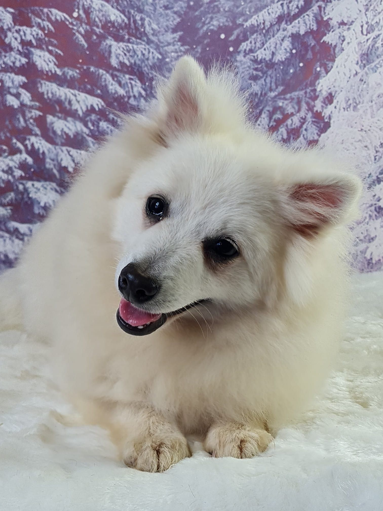 Chiot volpino femelle