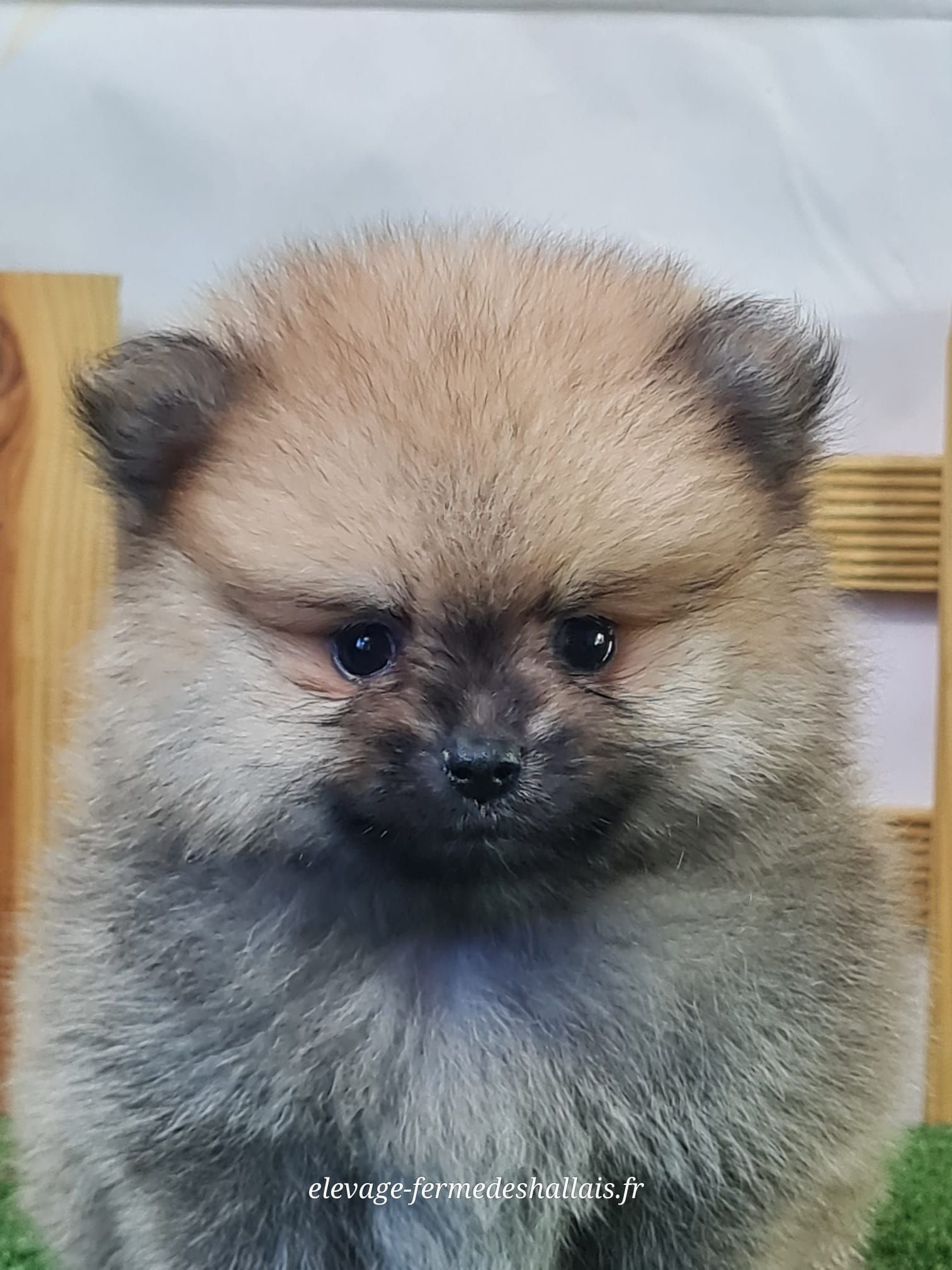Chiot femelle spitz nain