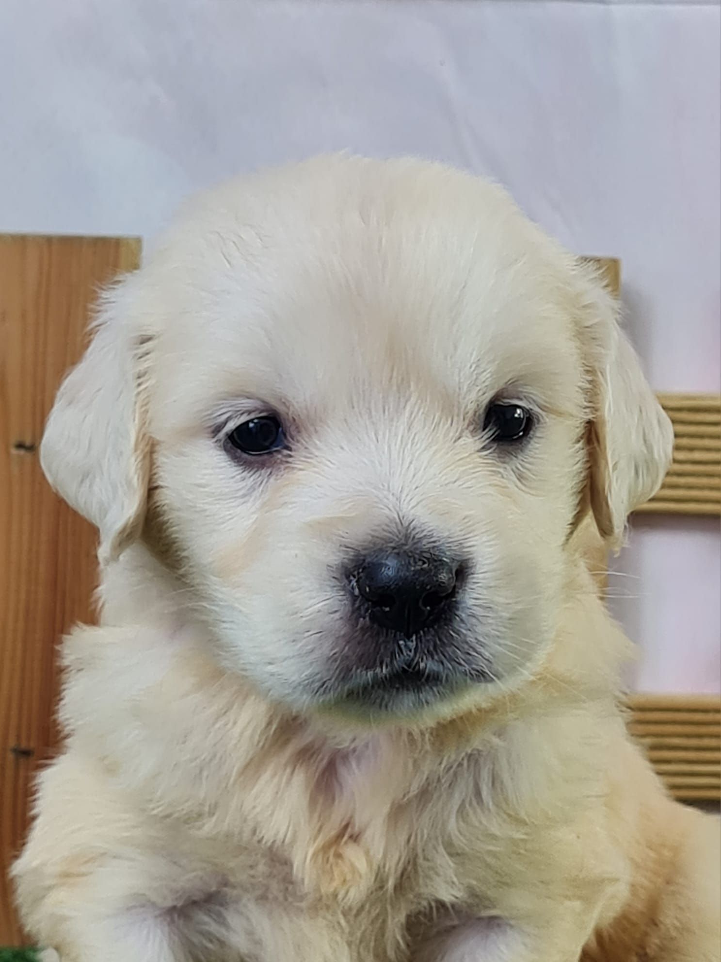 Chiot golden retriever femelle