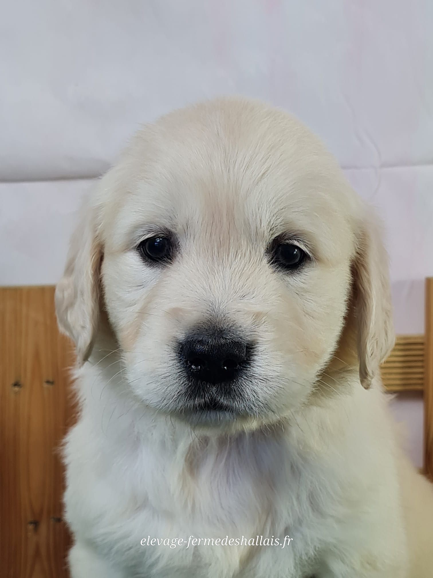 Chiot golden retriever femelle
