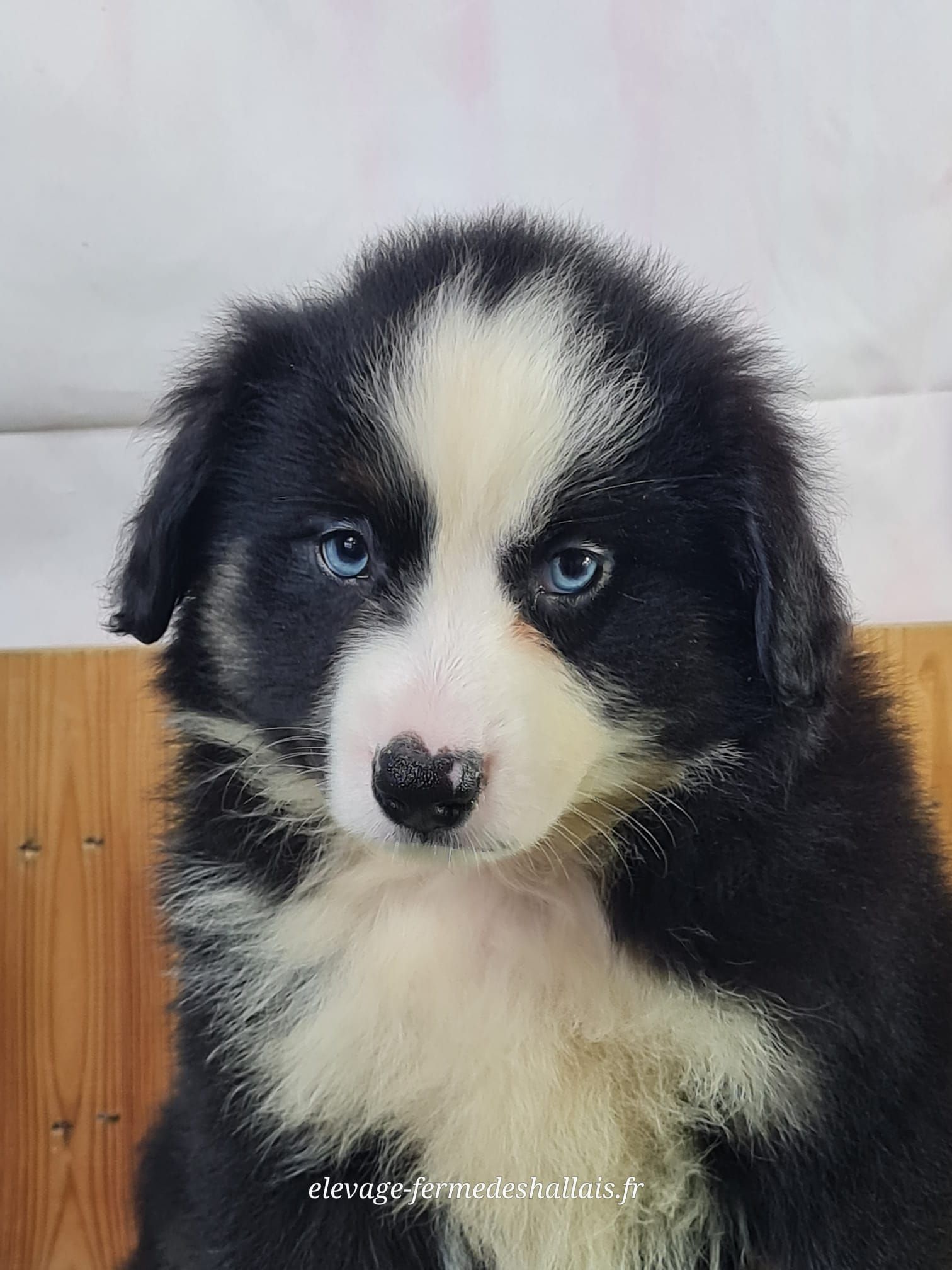Chiot berger américain miniature noir tricolore femelle