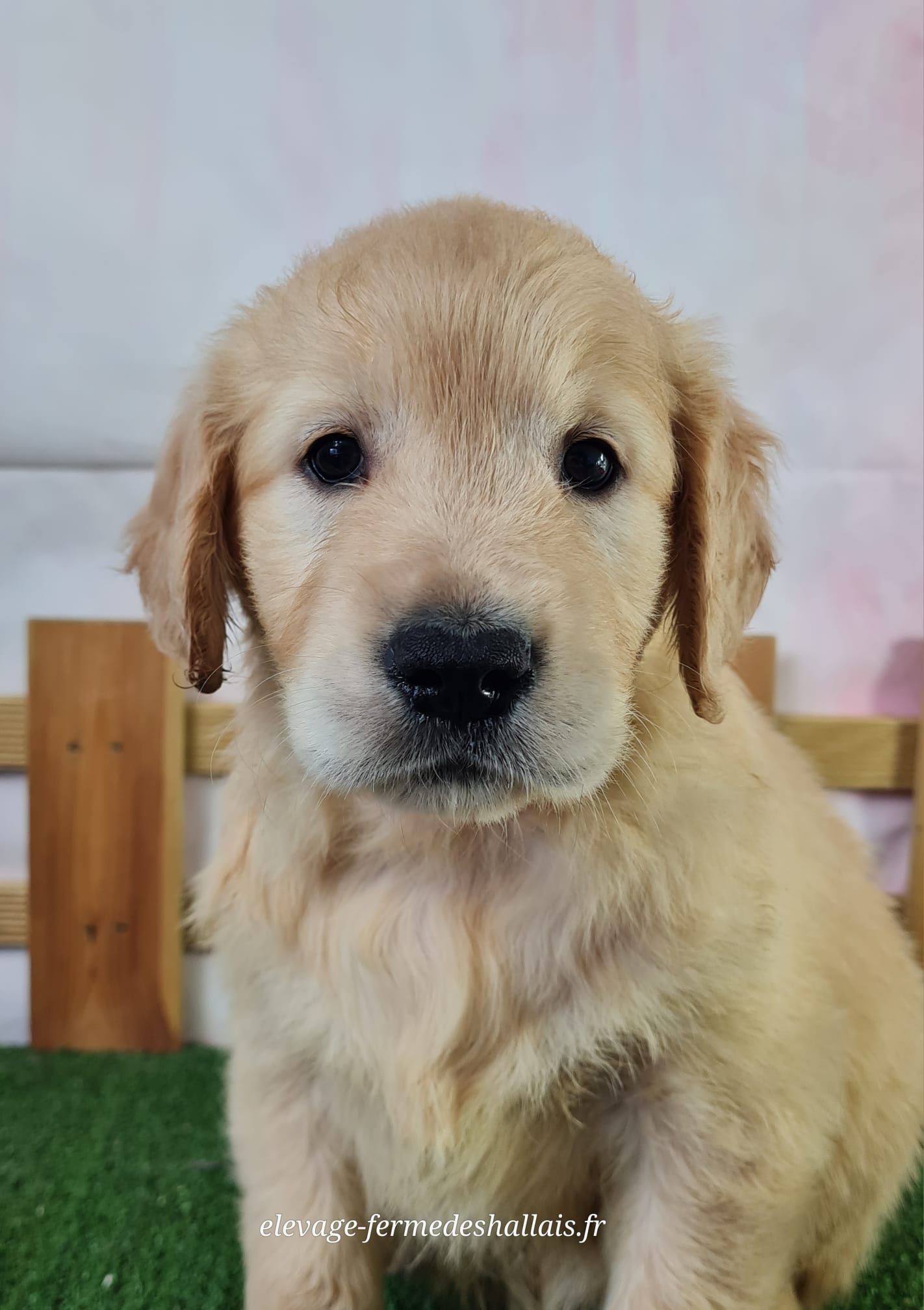 Chiot golden retriever femelle