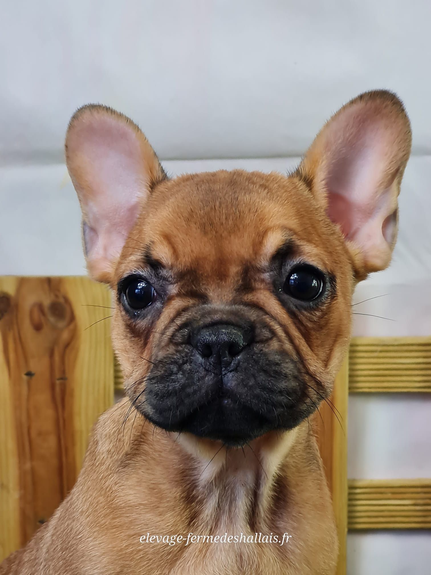 Chiot bouledogue français femelle fauve