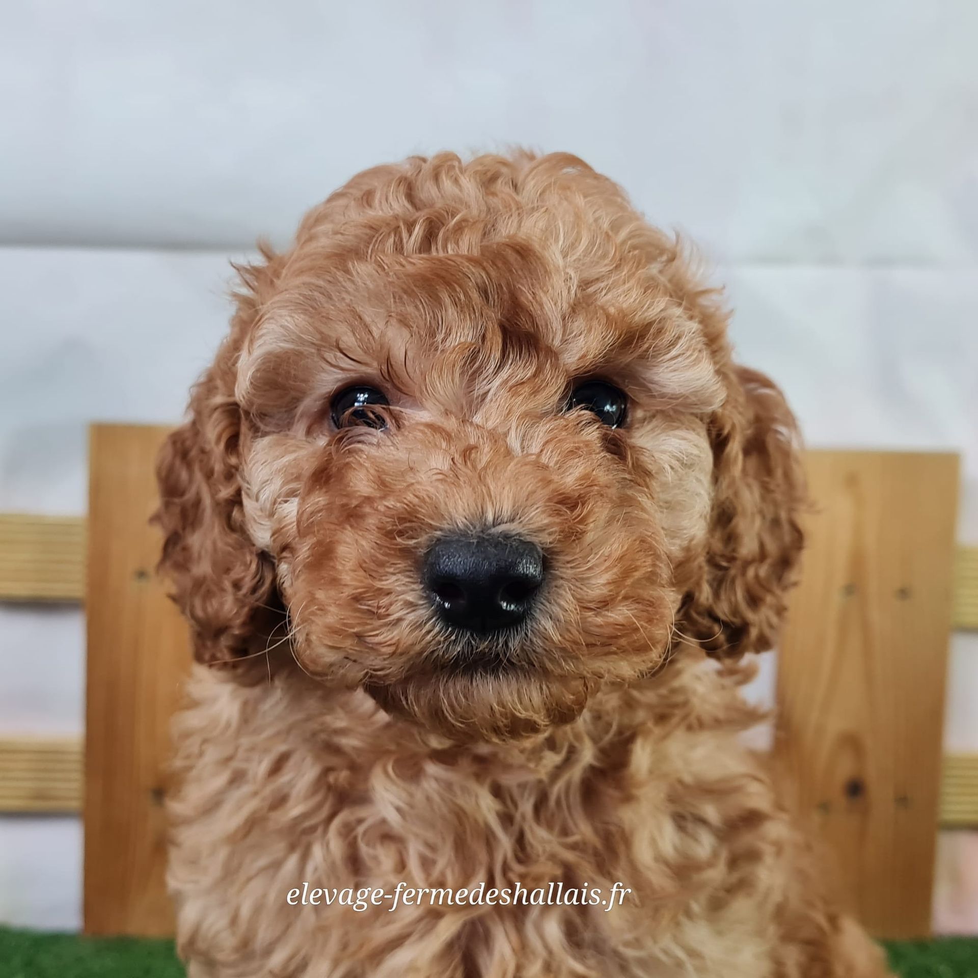 Chiot femelle caniche nain abricot