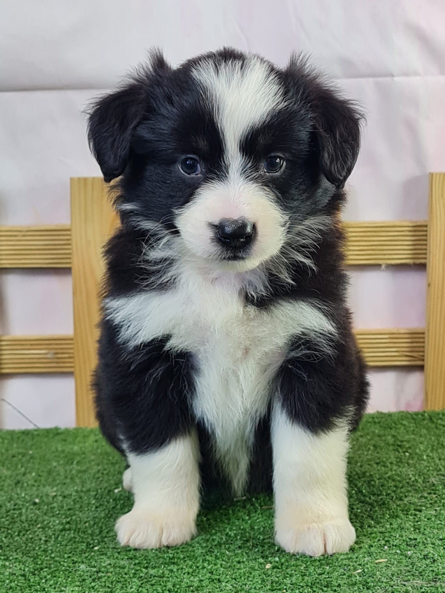 chiot berger américain assis