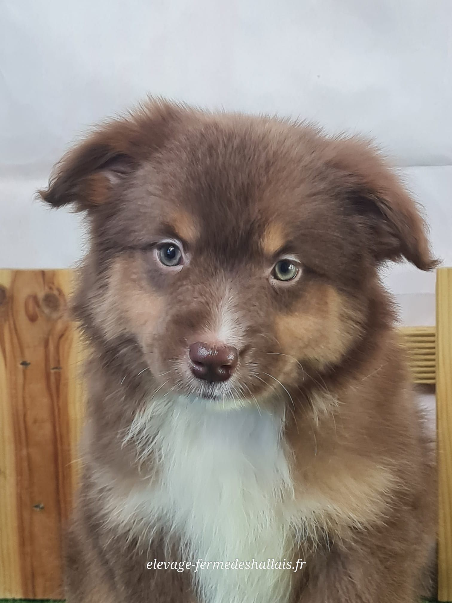 Chiot berger américain miniature rouge tricolore femelle