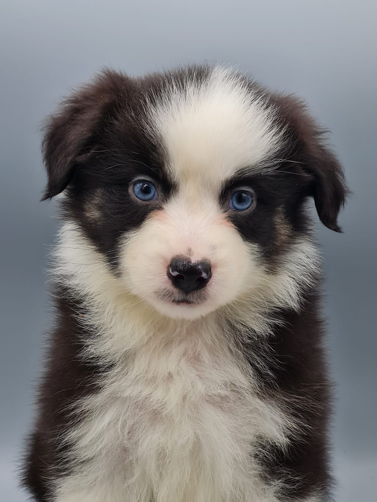 Chiot berger américain femelle