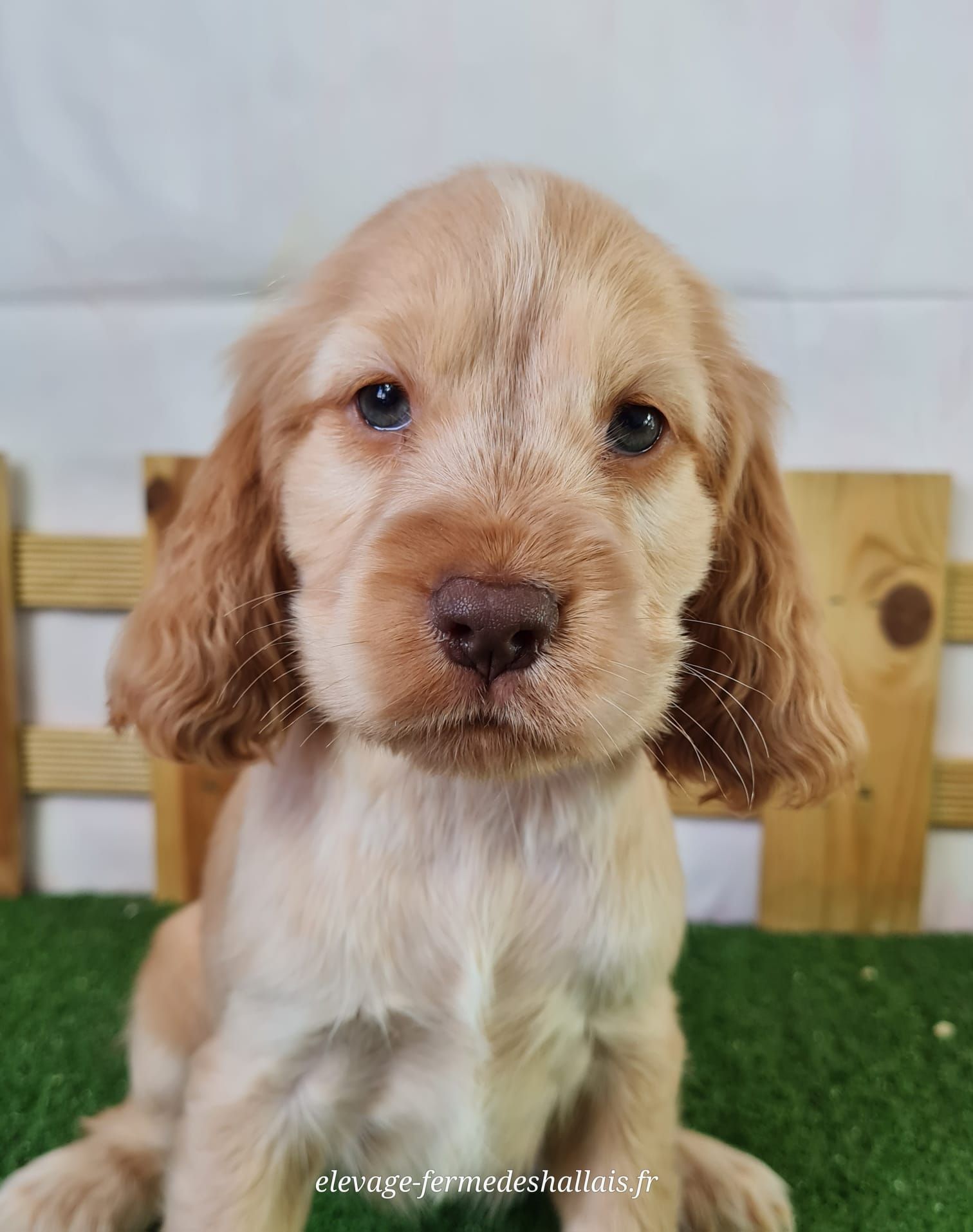 Chiot cocker anglais femelle