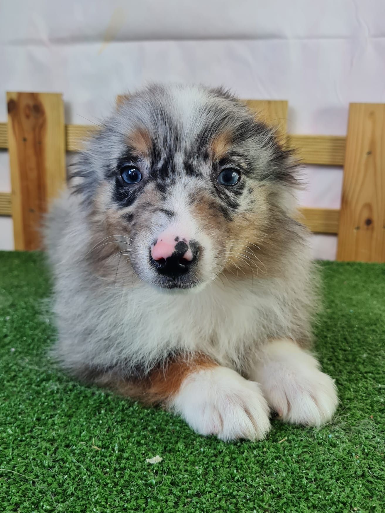 Chiot berger américain miniature femelle bleu merle yeux bleu