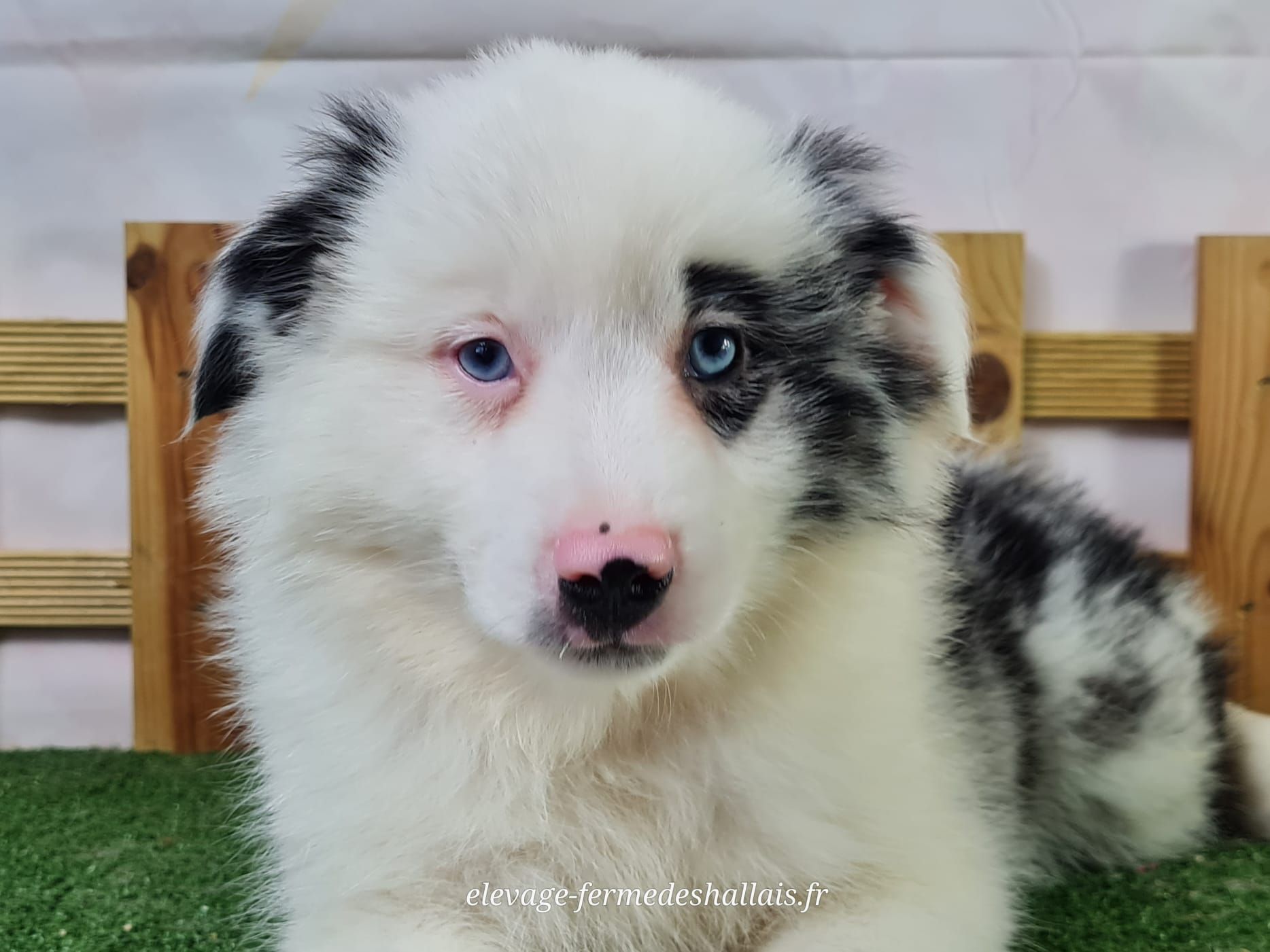 Chiot berger américain miniature femelle bleu merle
