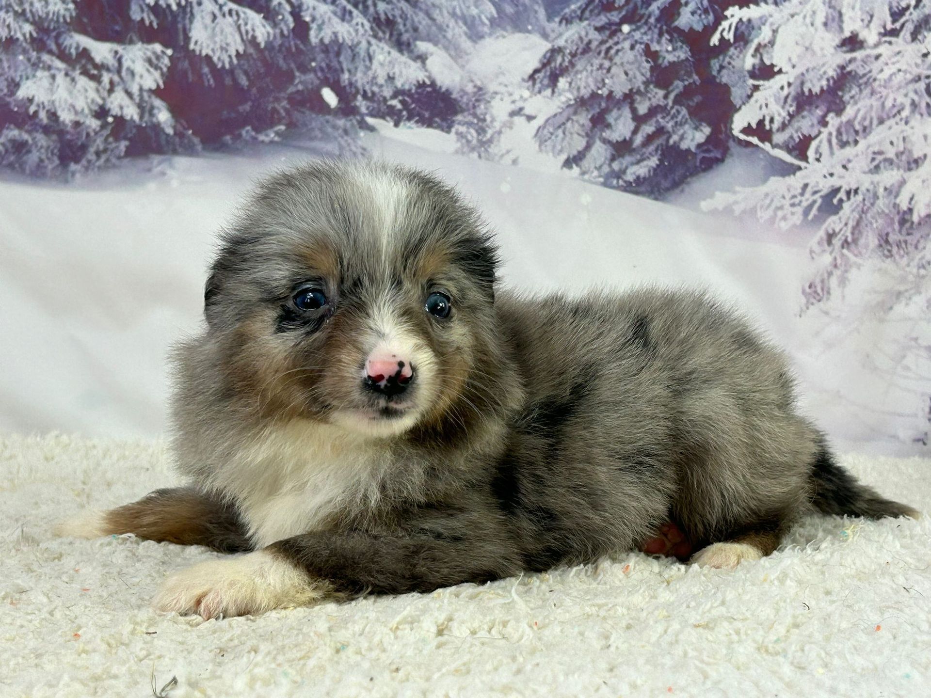 Chiot berger américain miniature femelle bleu merle yeux bleu