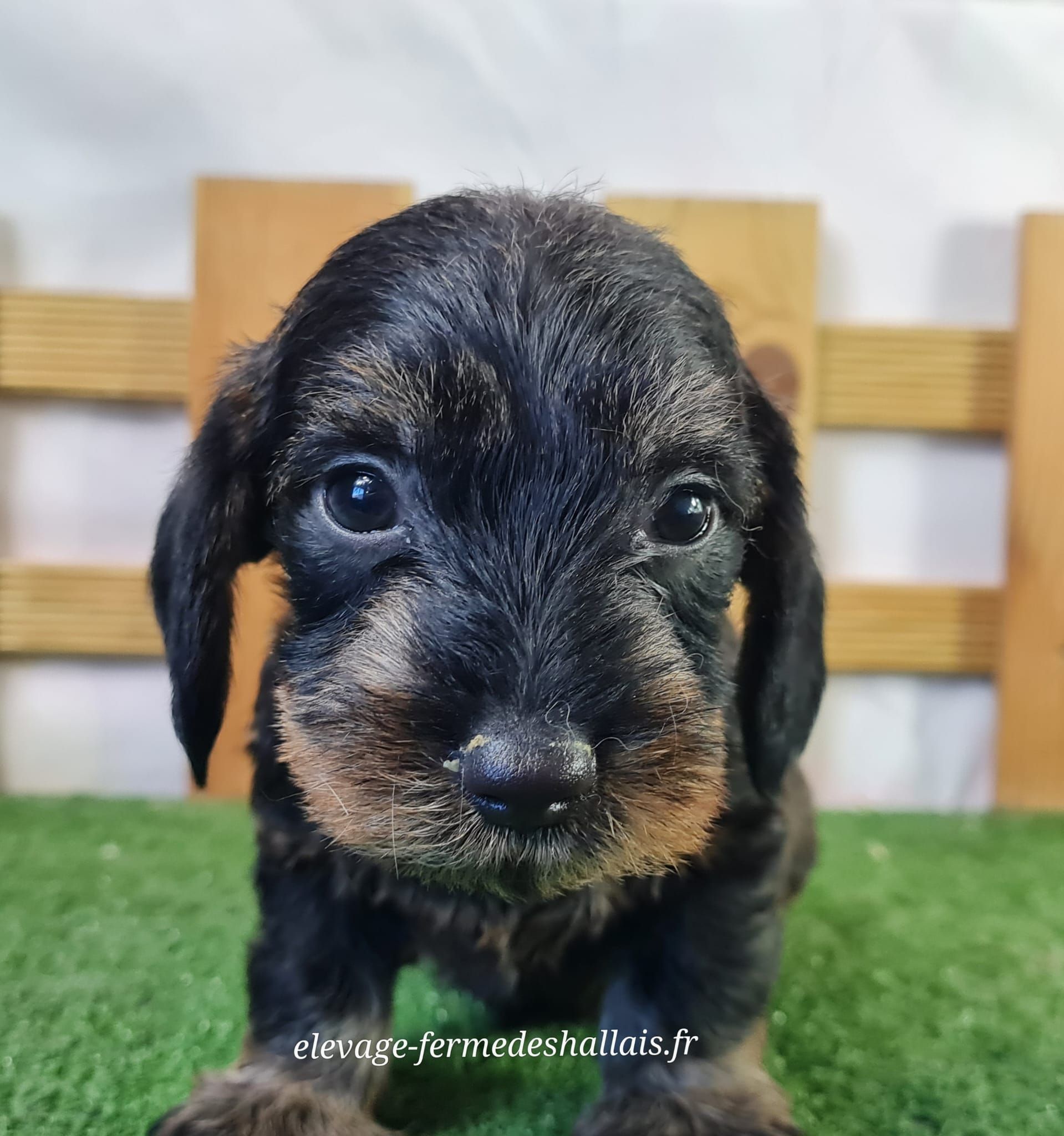 Chiot femelle teckel poil dur