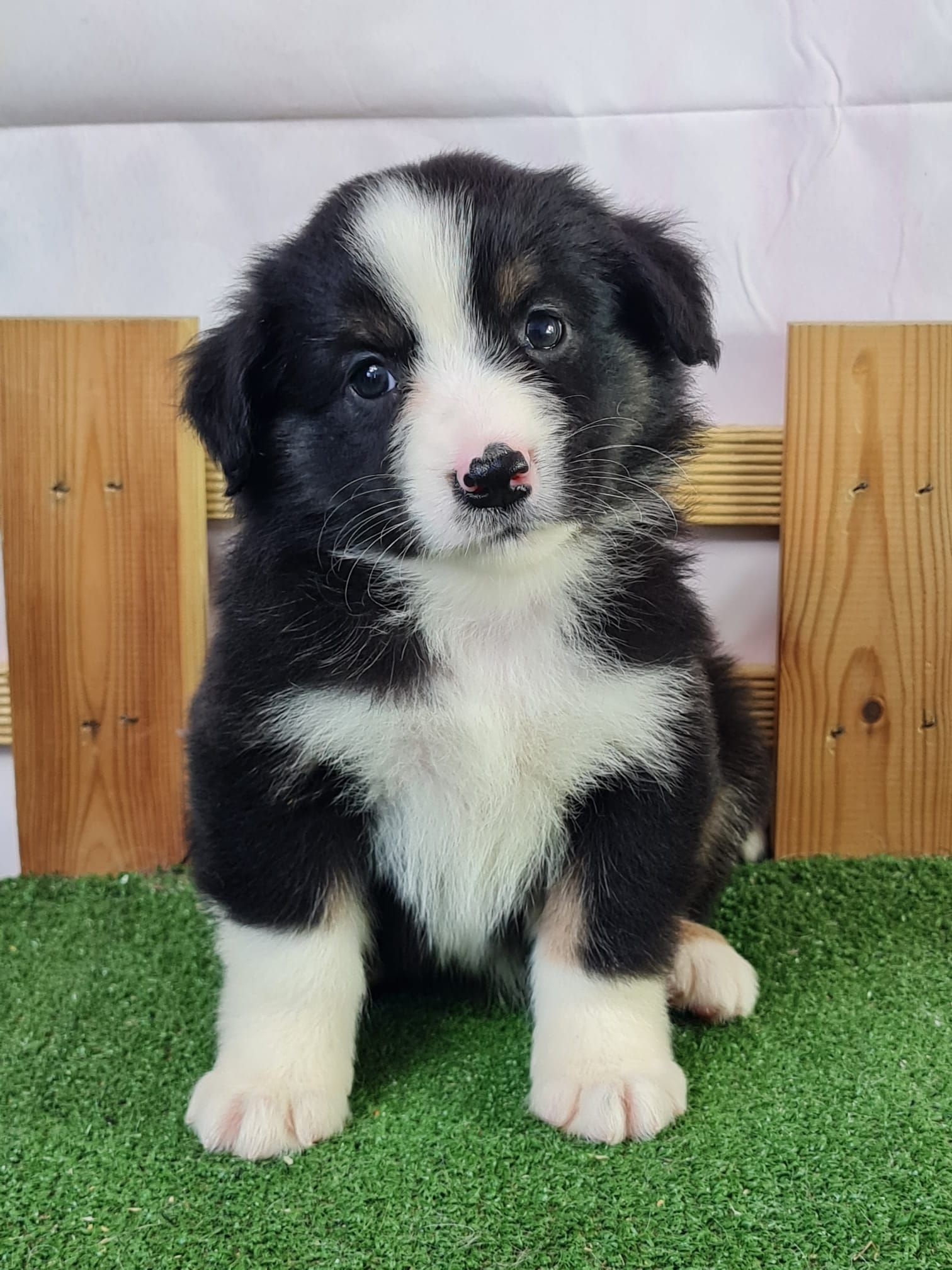 Chiot berger américain assis