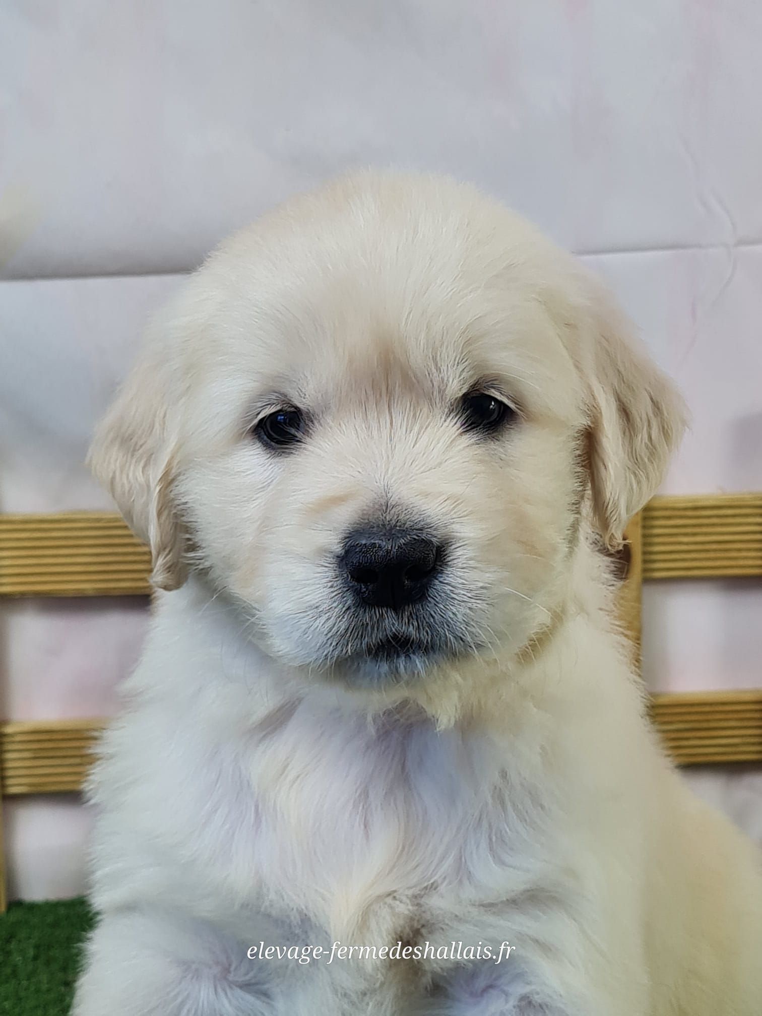 Chiot golden retriever femelle