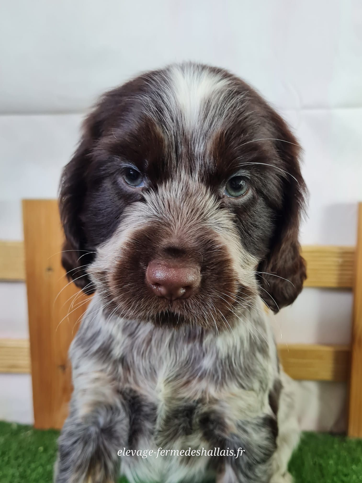 Chiot cocker anglais femelle