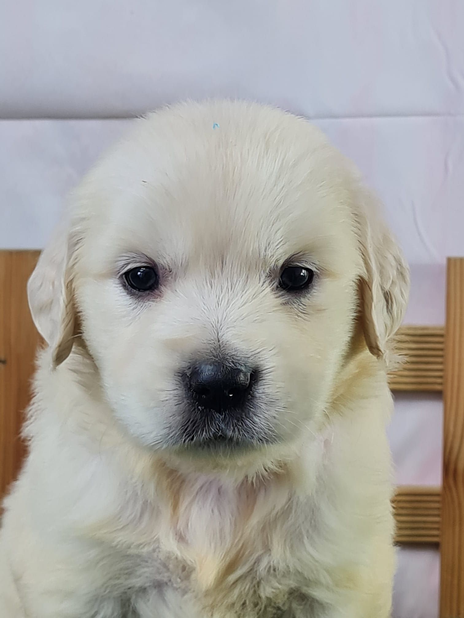 Chiot golden retriever femelle