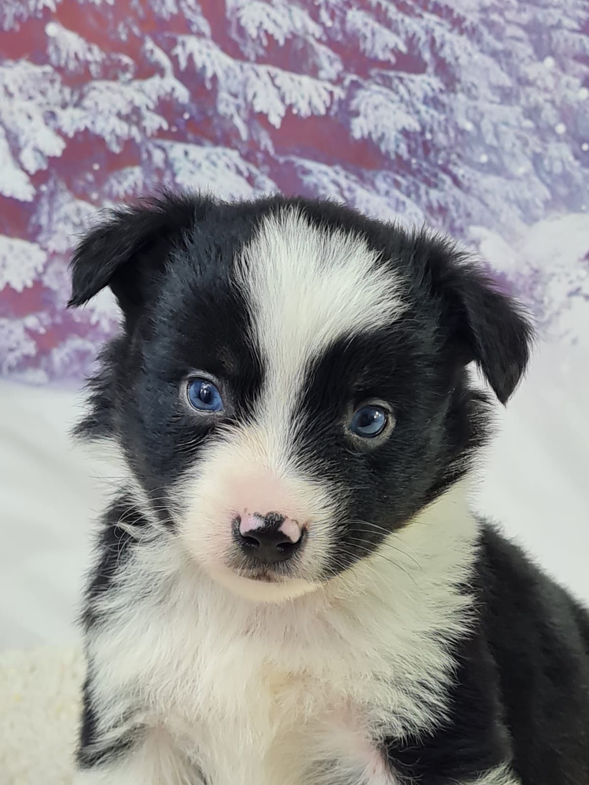 Chiot berger américain miniature femelle noir et blanc aux yeux bleu