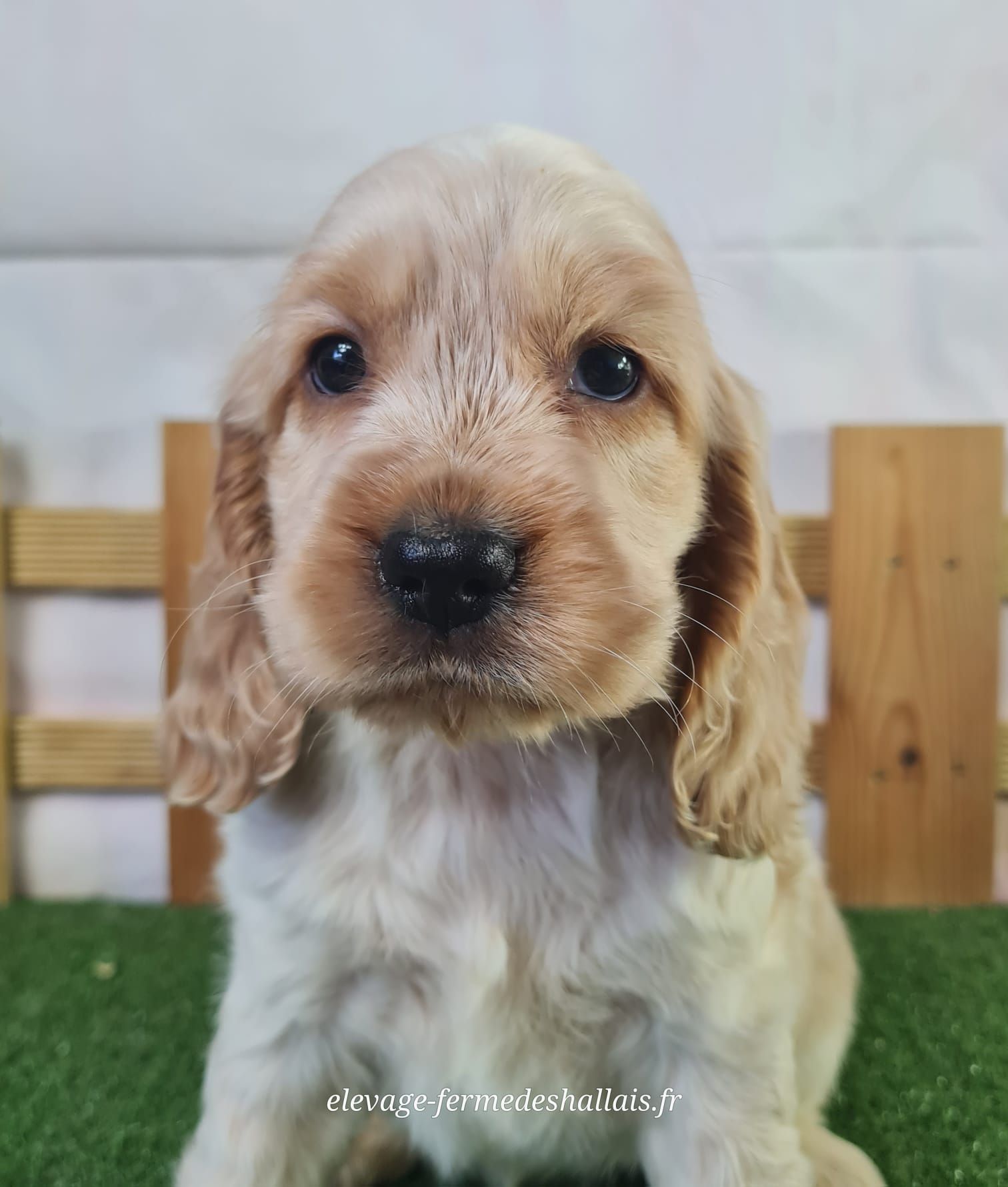 Chiot cocker anglais femelle
