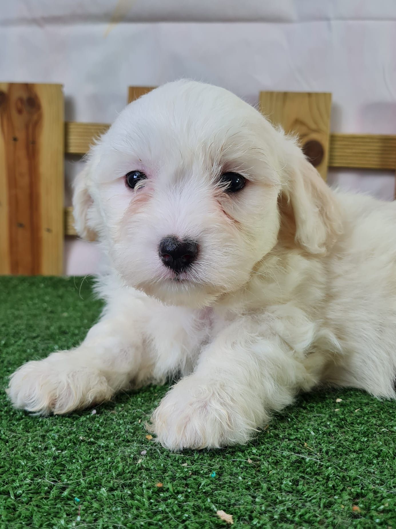 Chiot coton de tuléar femelle blanc