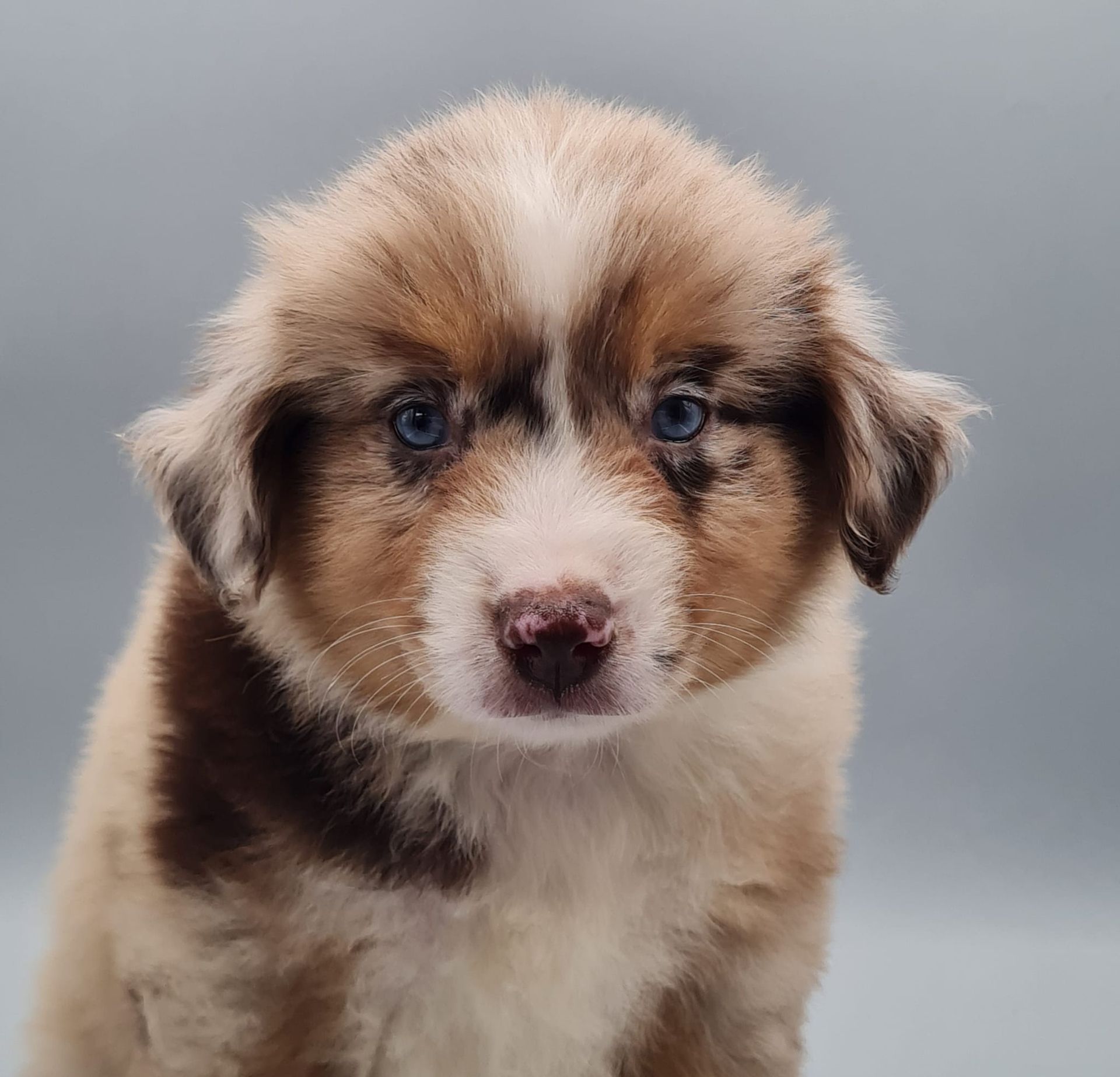 Chiot berger américain miniature femelle rouge merle
