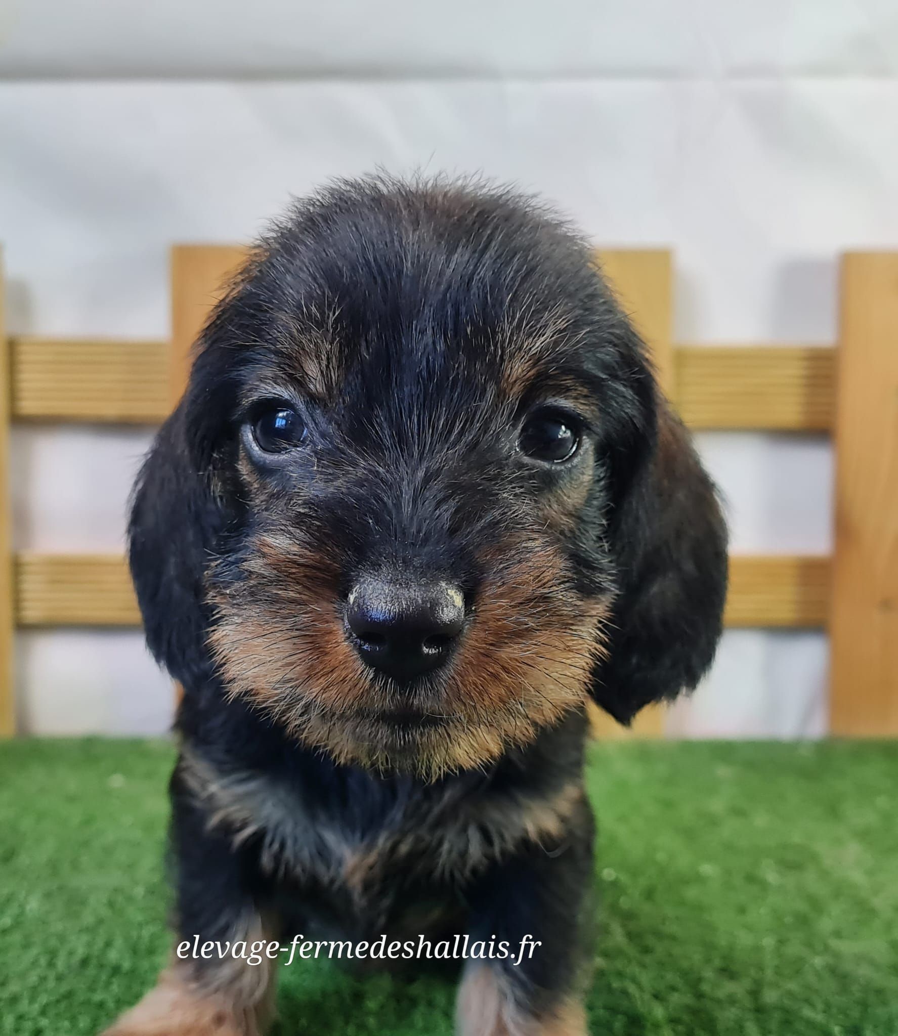 Chiot femelle teckel poil dur