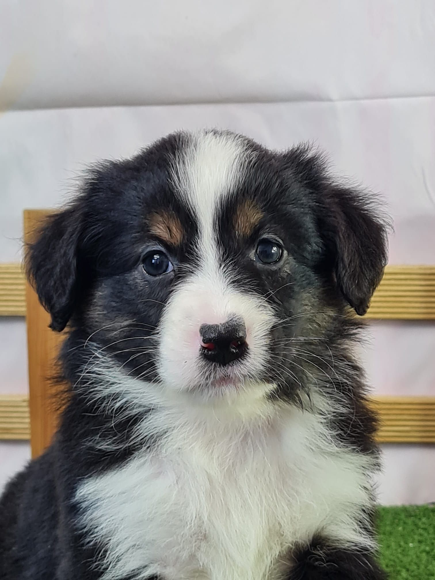 Tête de chiot berger américain