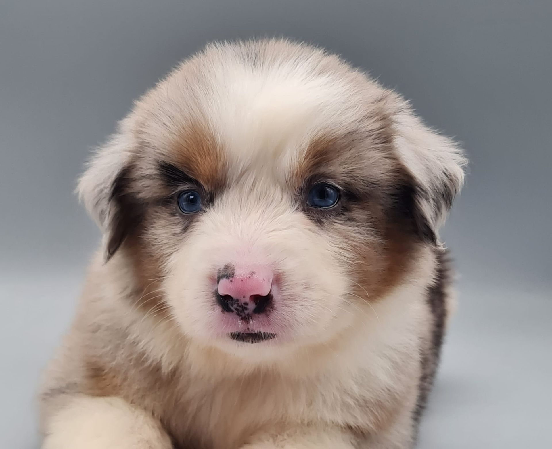 Chiot berger américain miniature femelle bleu merle