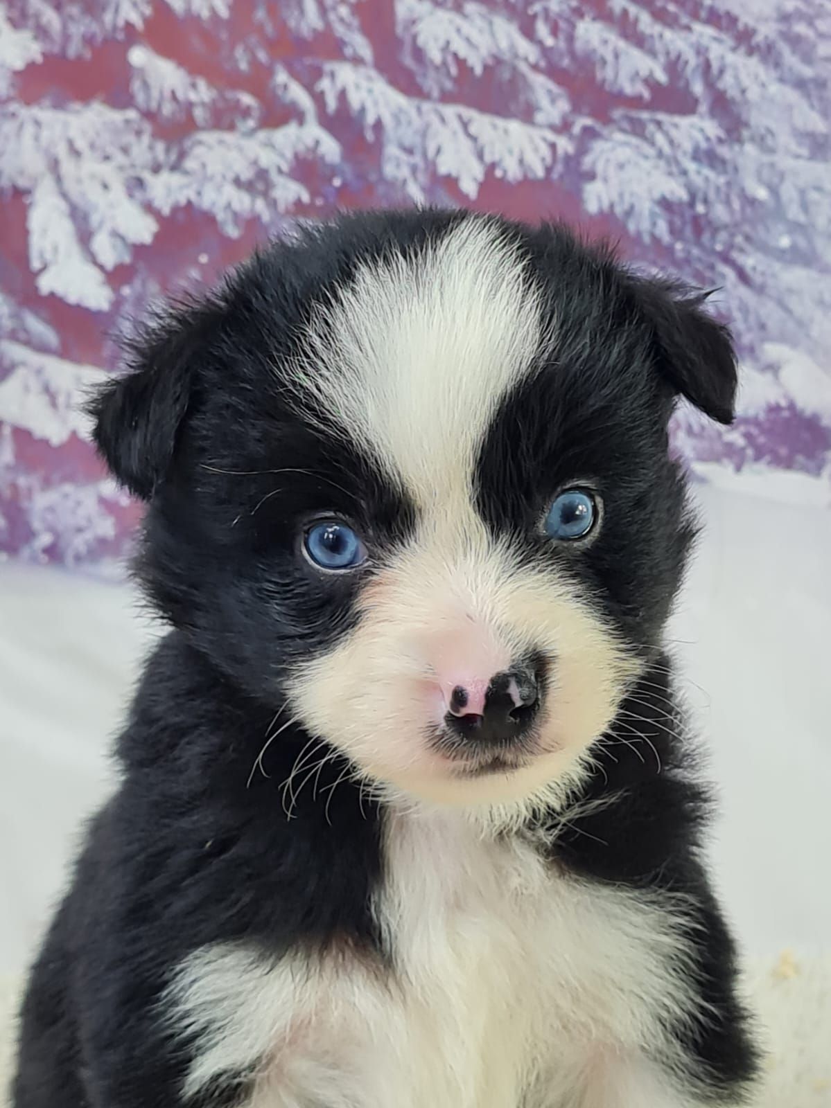 Chiot berger américain miniature femelle noir et blanc aux yeux bleu
