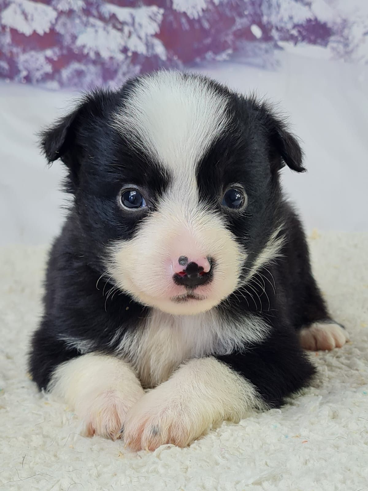 Chiot berger américain miniature femelle noir et blanc aux yeux marron