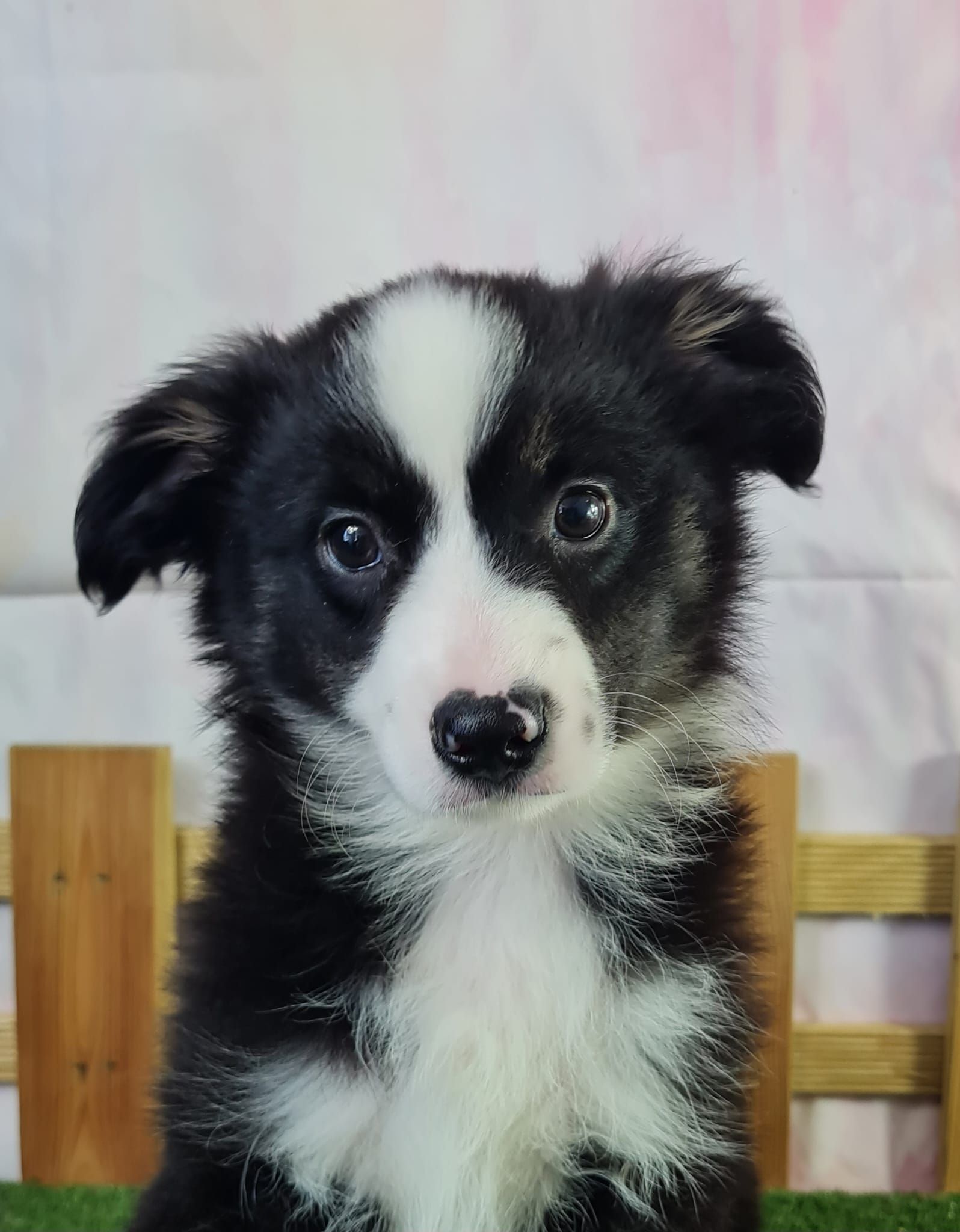 Chiot berger américain miniature femelle noir et blanc aux yeux marron
