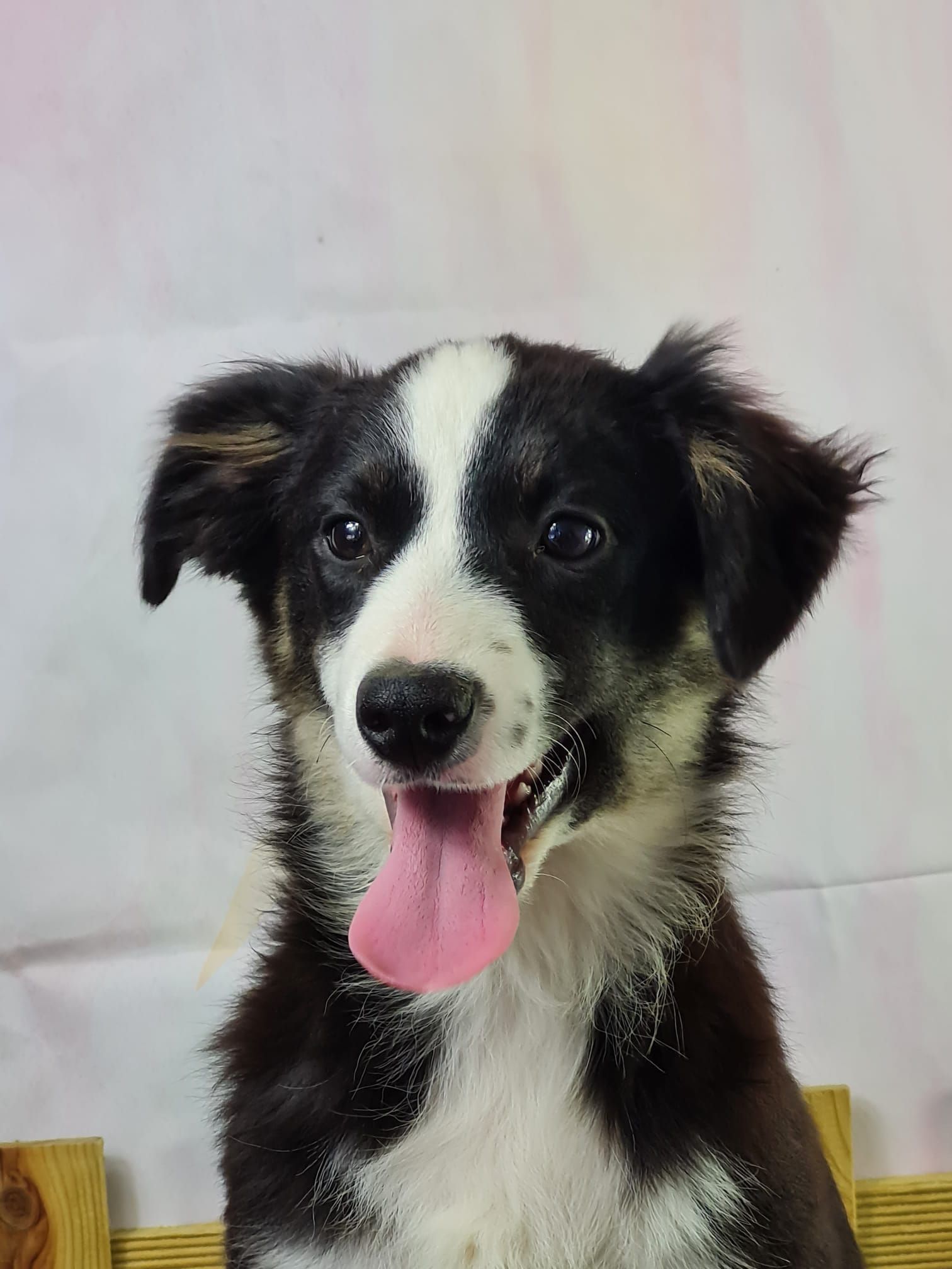 Chiot berger américain miniature femelle noir et blanc aux yeux marron