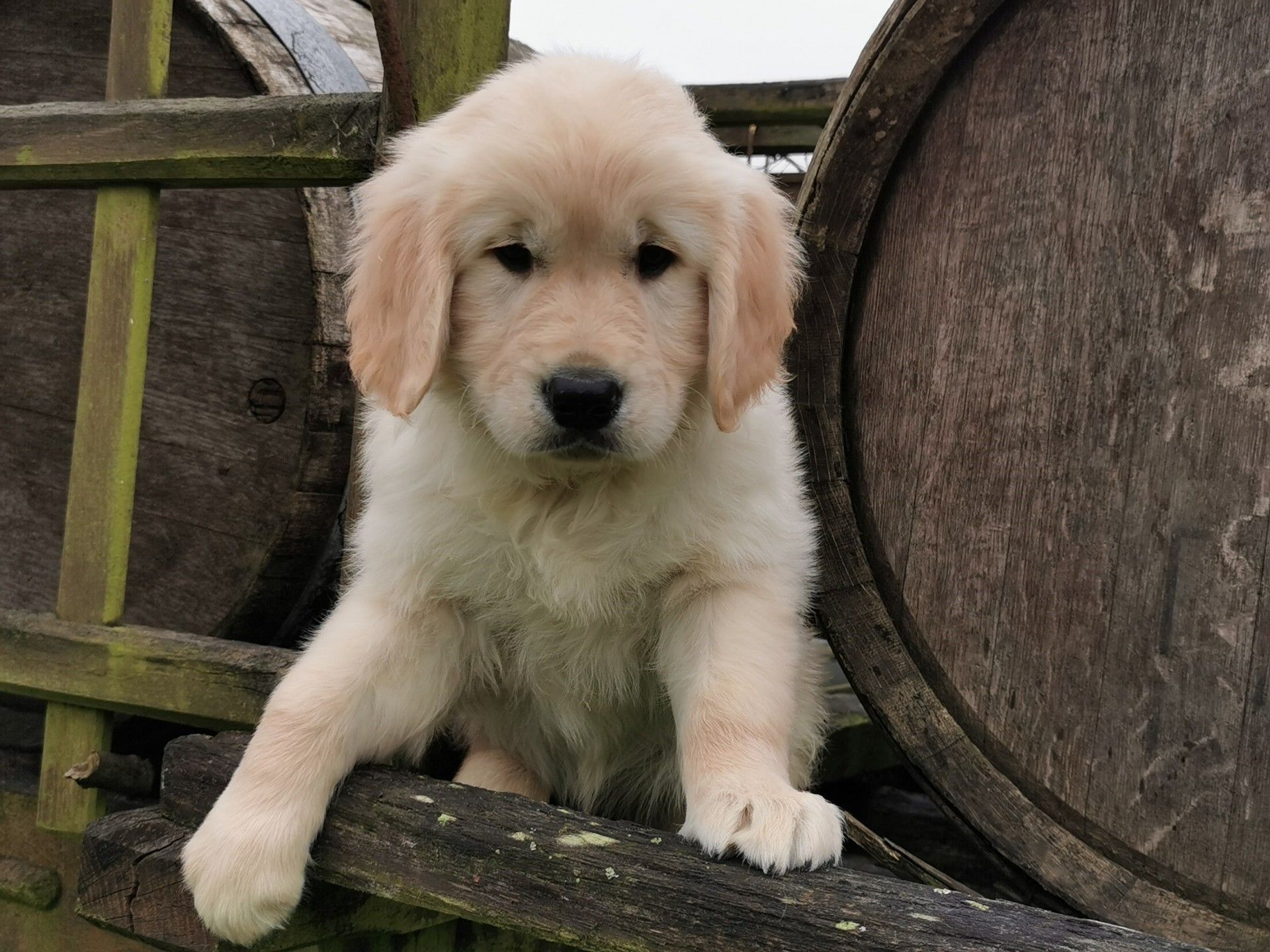Golden Retriever