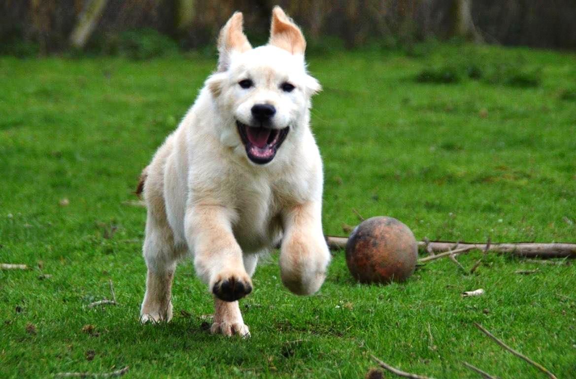 Un golden retriever qui court dans l'herbe