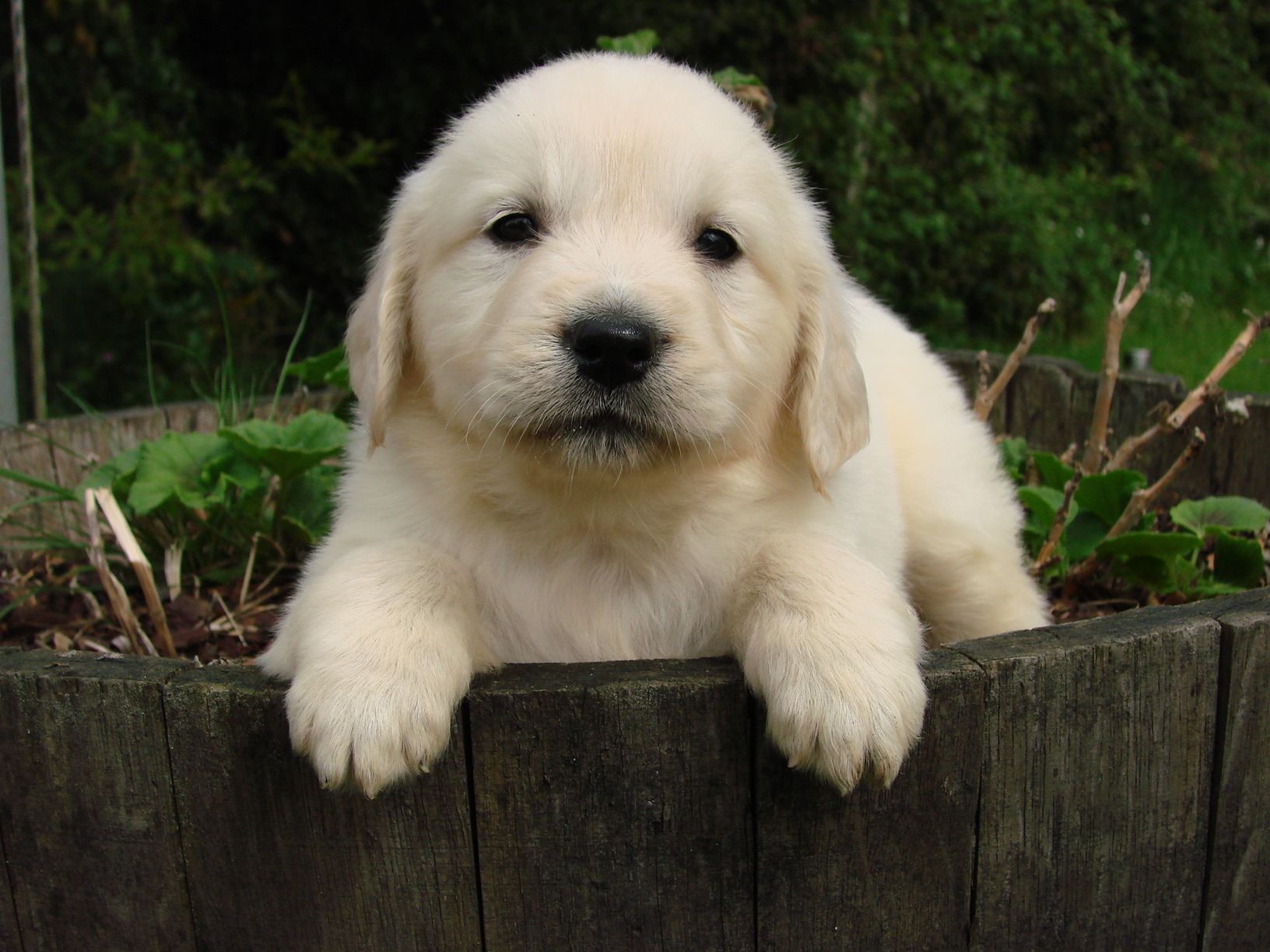 Portrait d'un jack russell