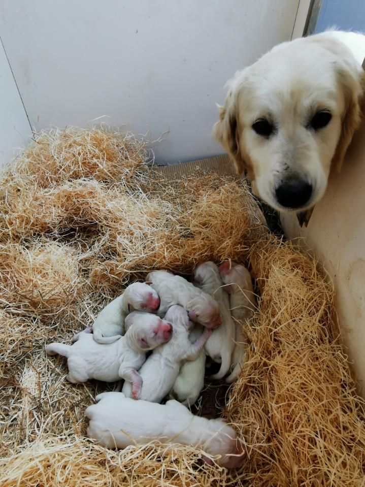 Chienne golden retriever avec une portée de petits chiots