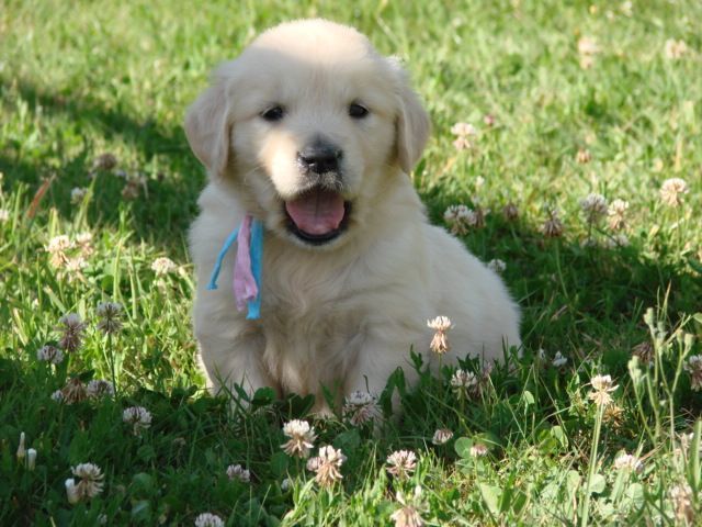 Chiot golden retriever