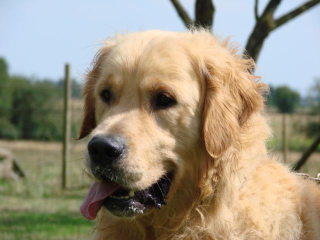 Portrait d'un golden retriever tirant la langue