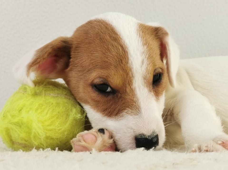 Jack russell posé sur un jouet