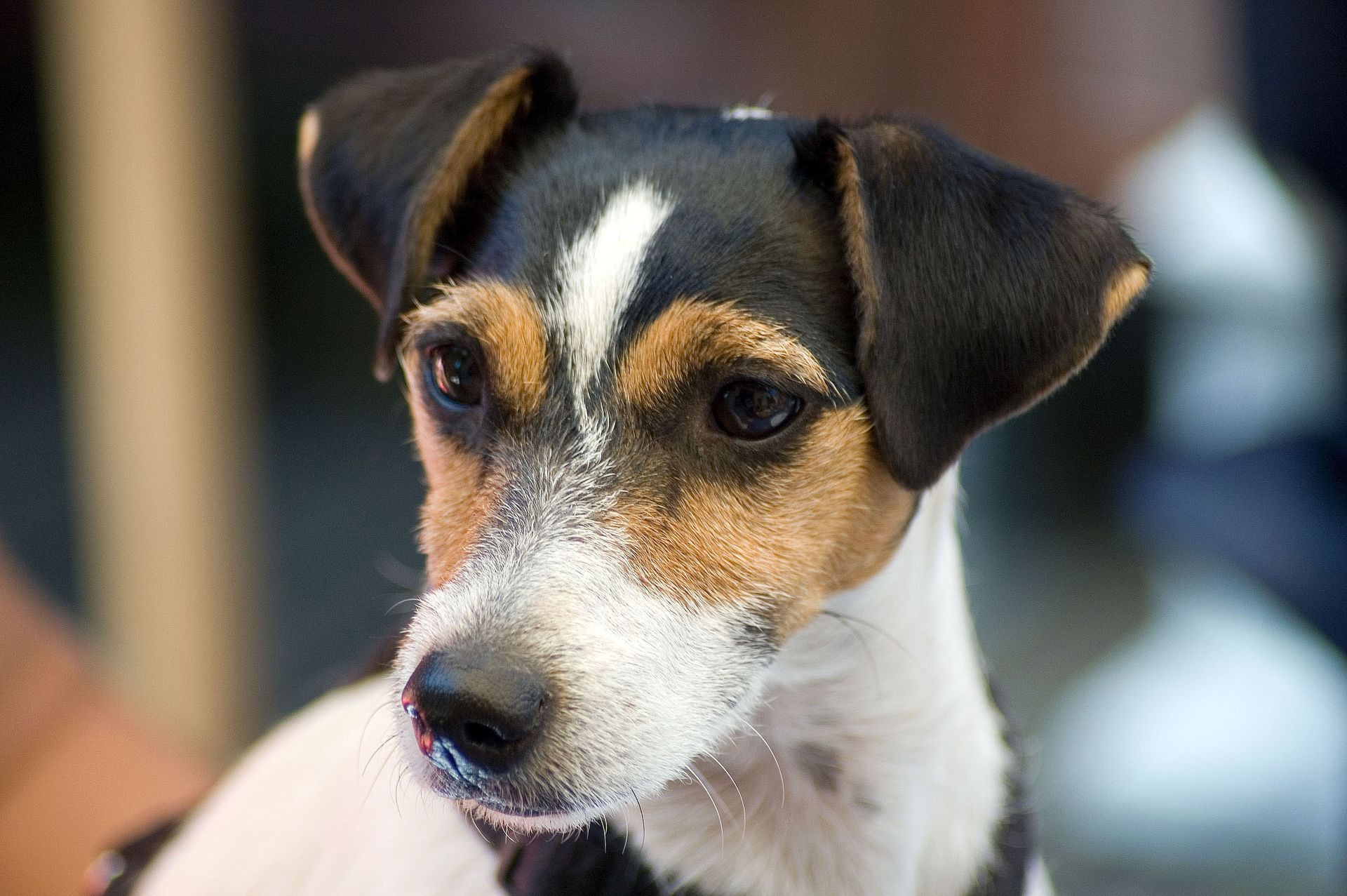Portrait d'un jack russell