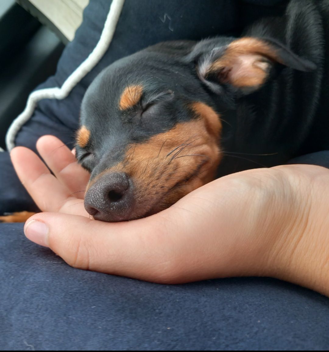 Lady dort dans la main de sa famille