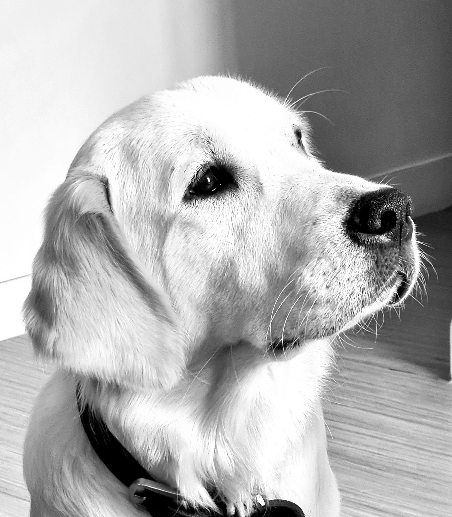 Leelou, golden retriever joyeuse