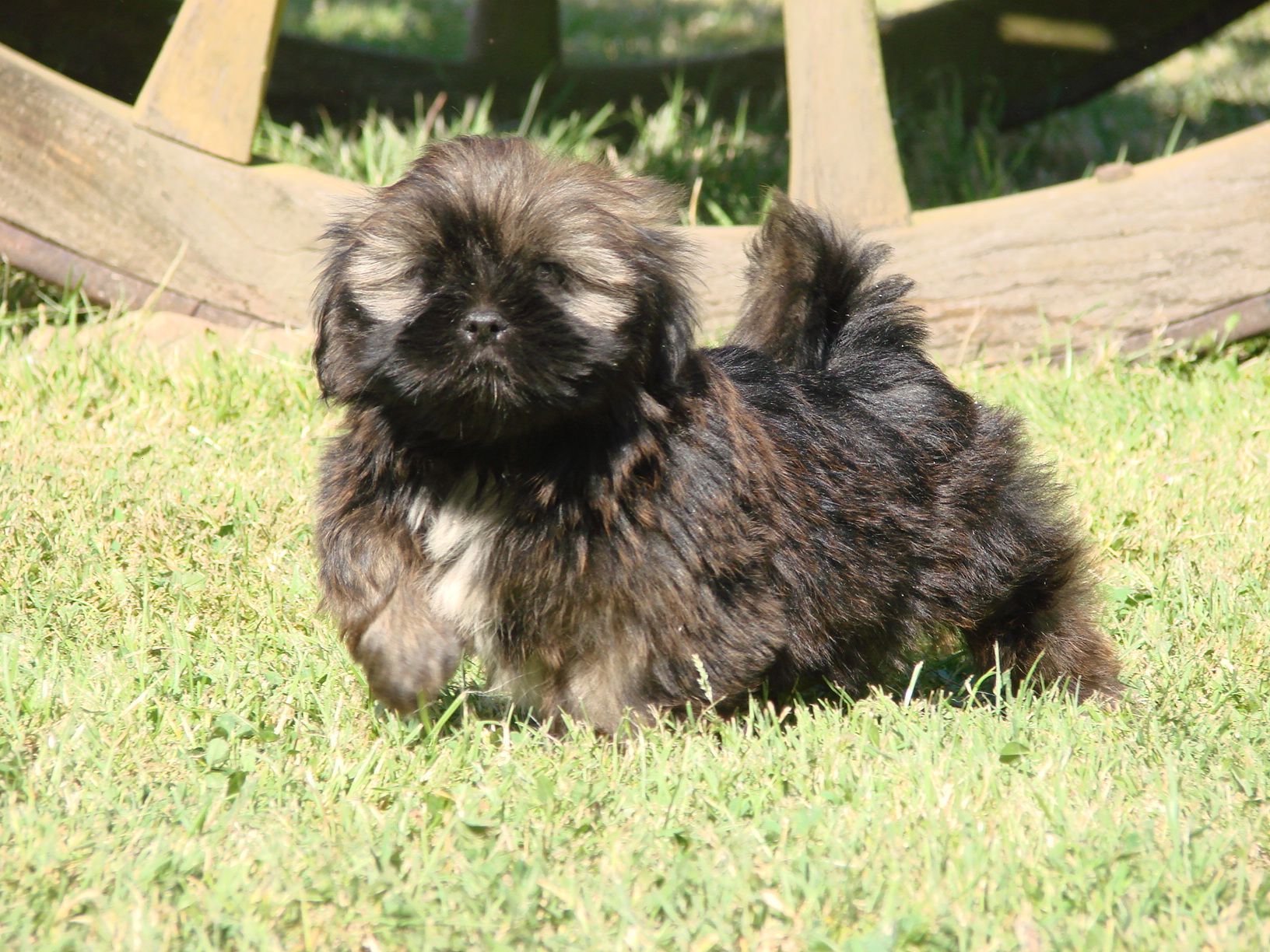 Lhassa apso près d'une roue en bois