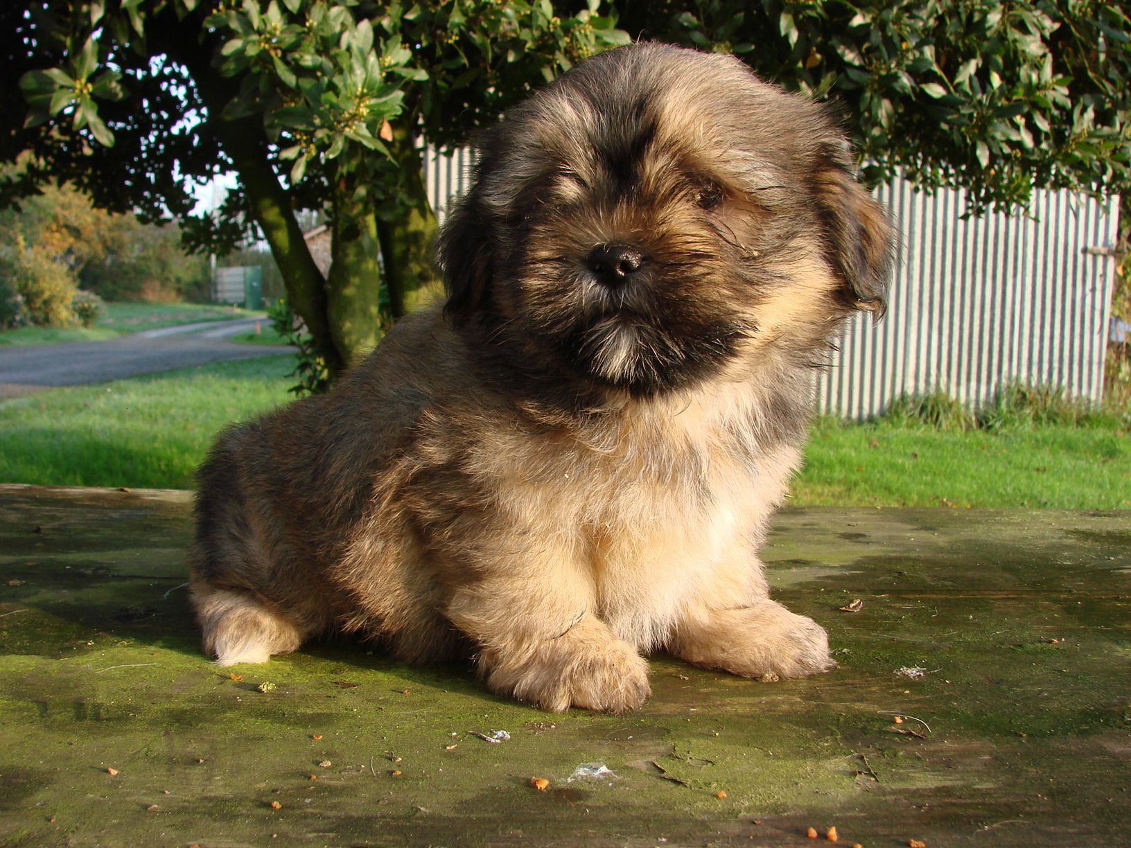 Lhasa Apso