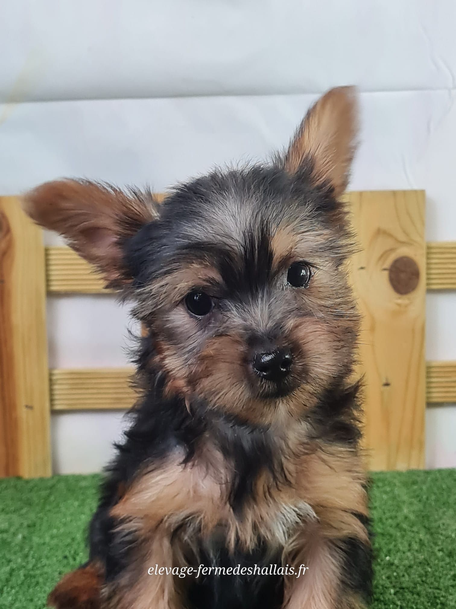 Chiot mâle yorkshire terrier