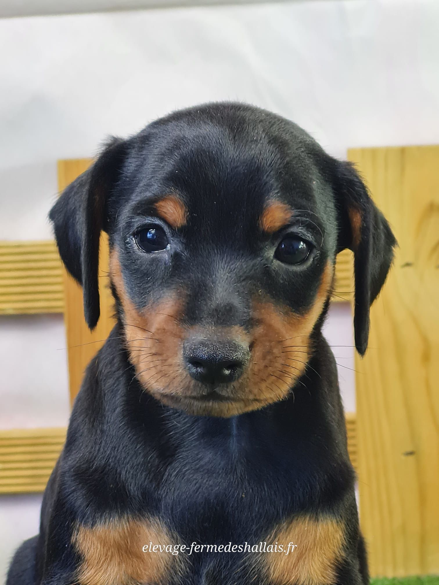 Chiot mâle pinscher nain