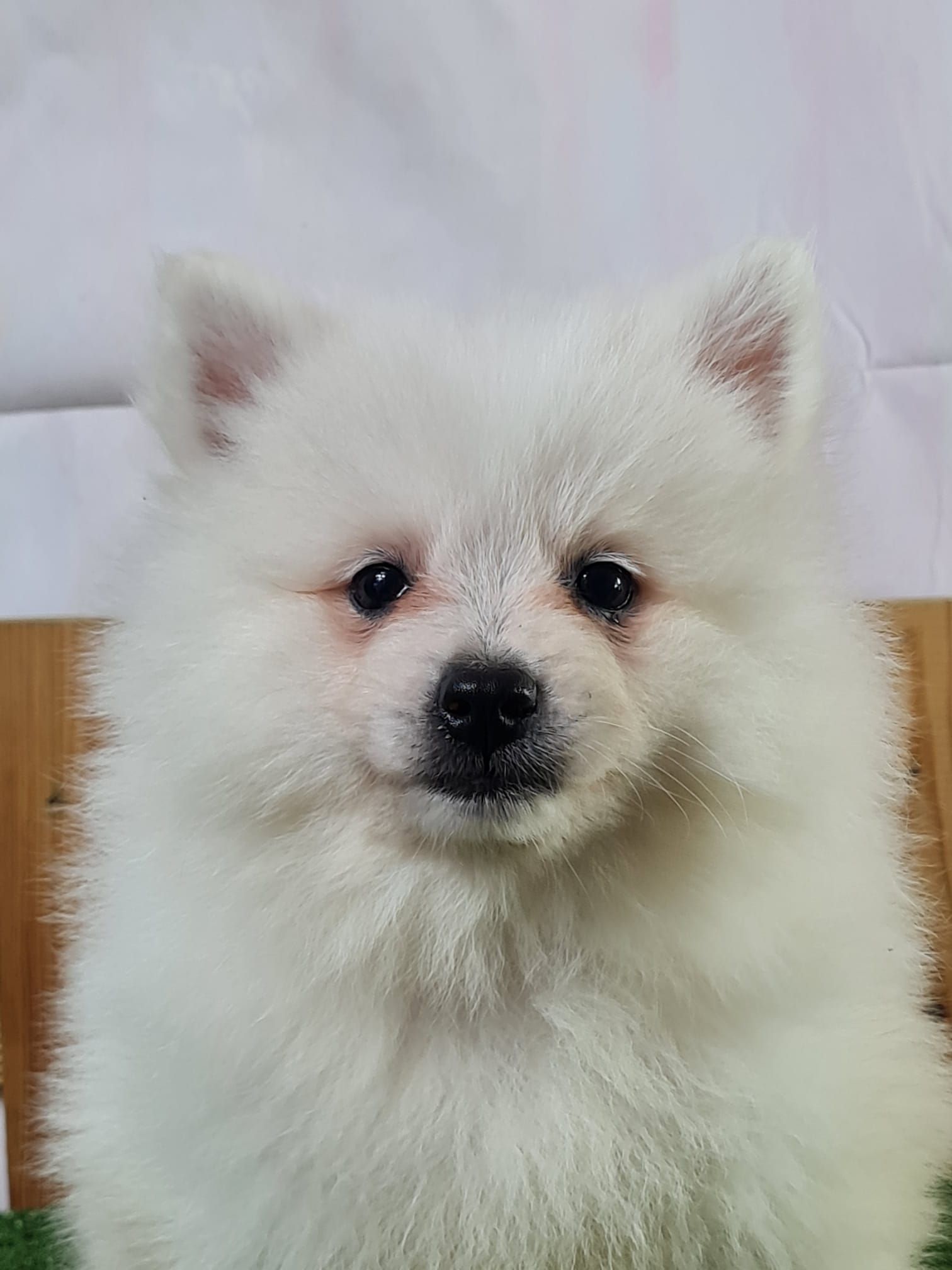 Chiot spitz volpino mâle