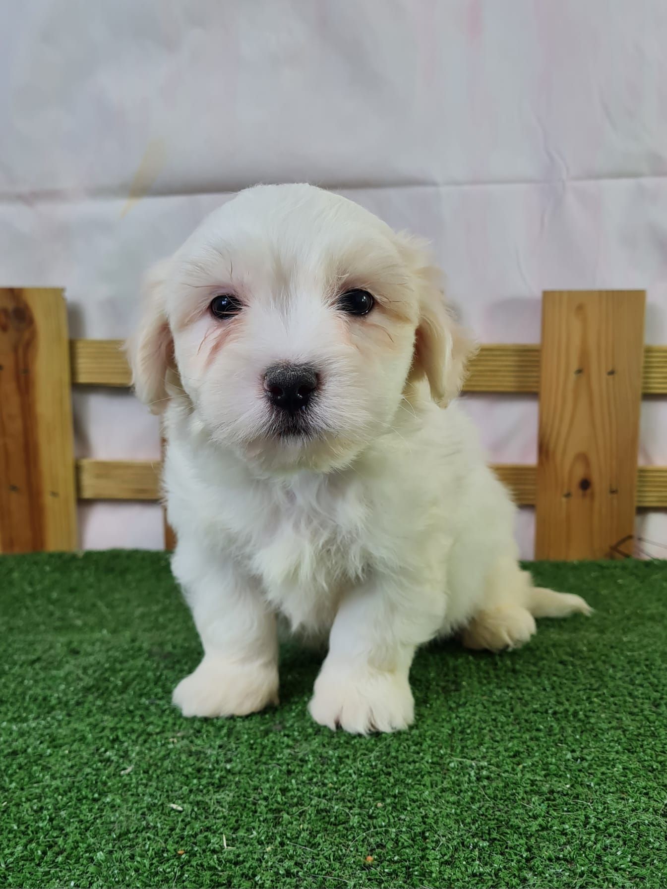 Chiot coton de tuléar mâle blanc