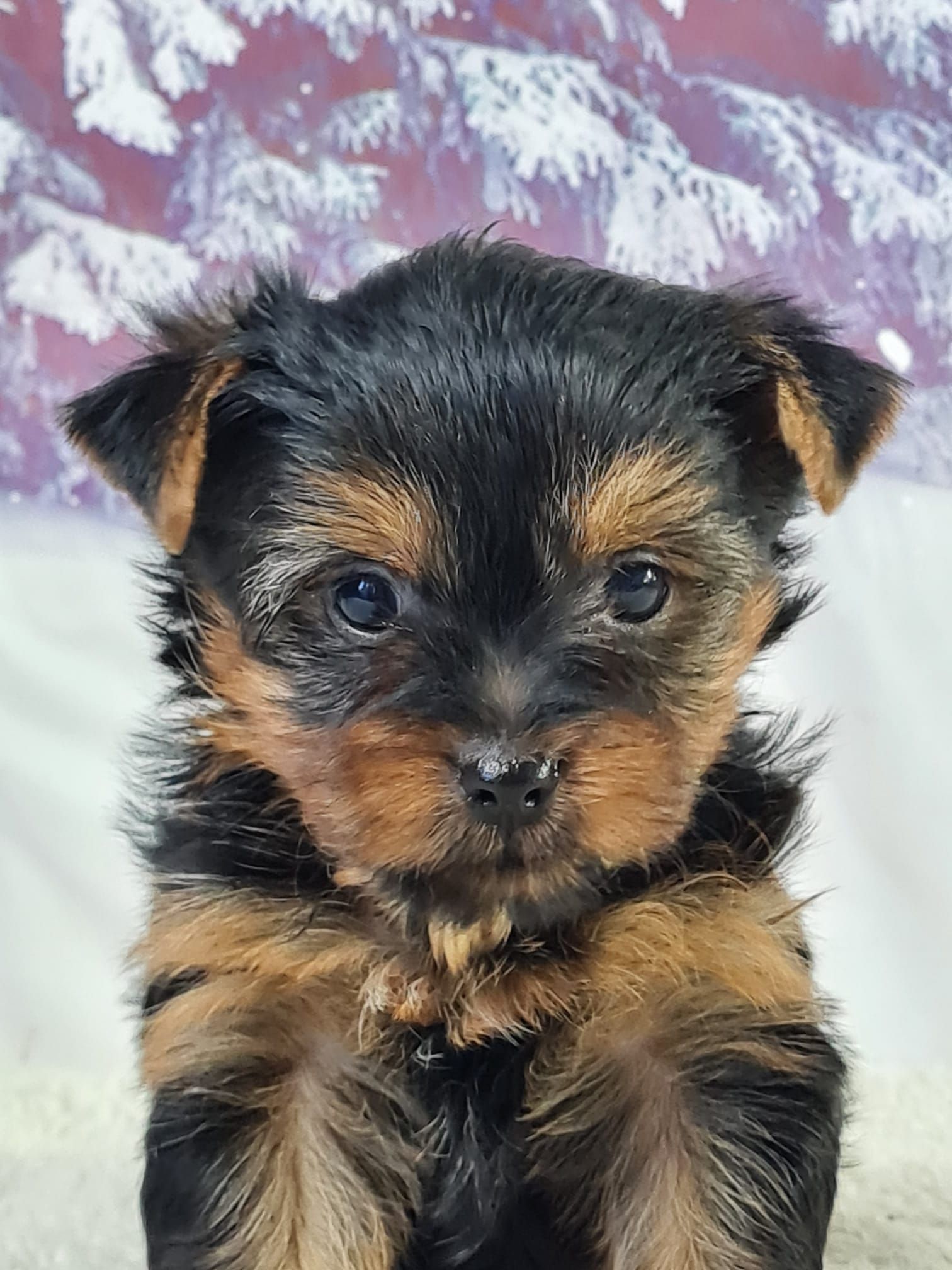 Chiot yorkshire terrier mâle