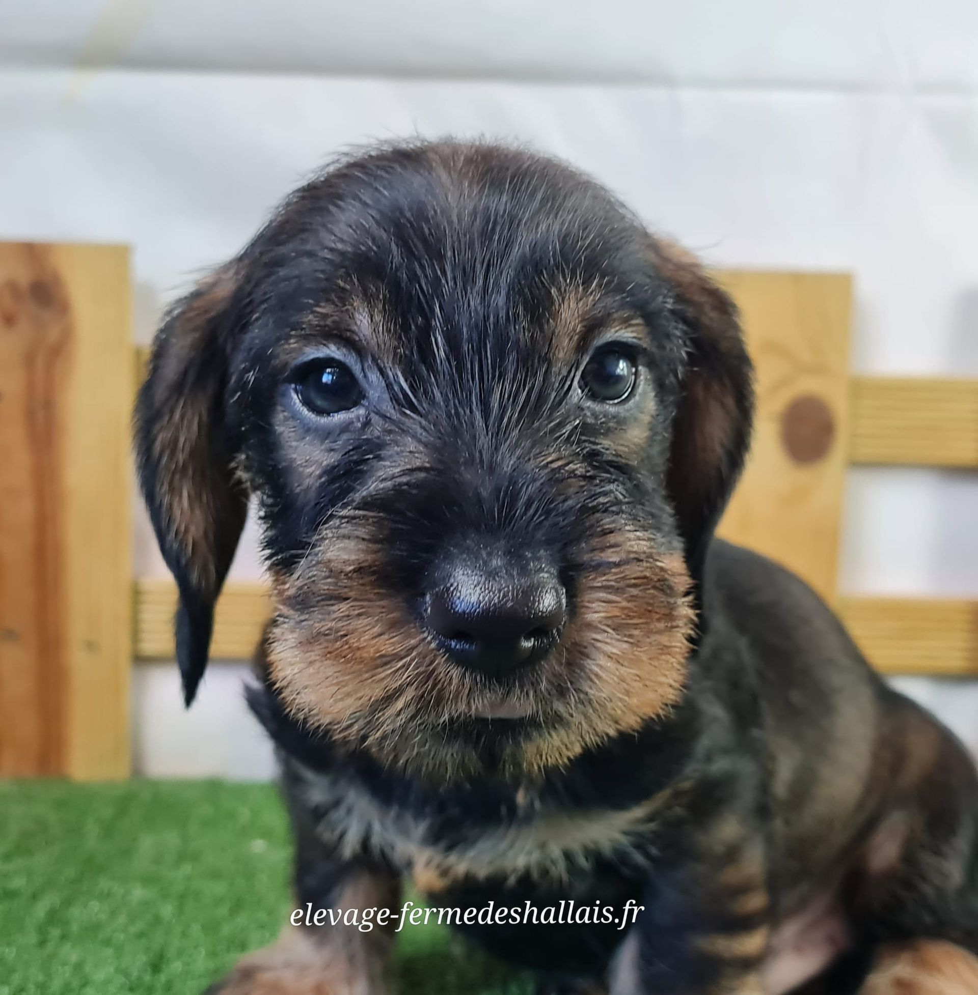 Chiot mâle teckel poil dur