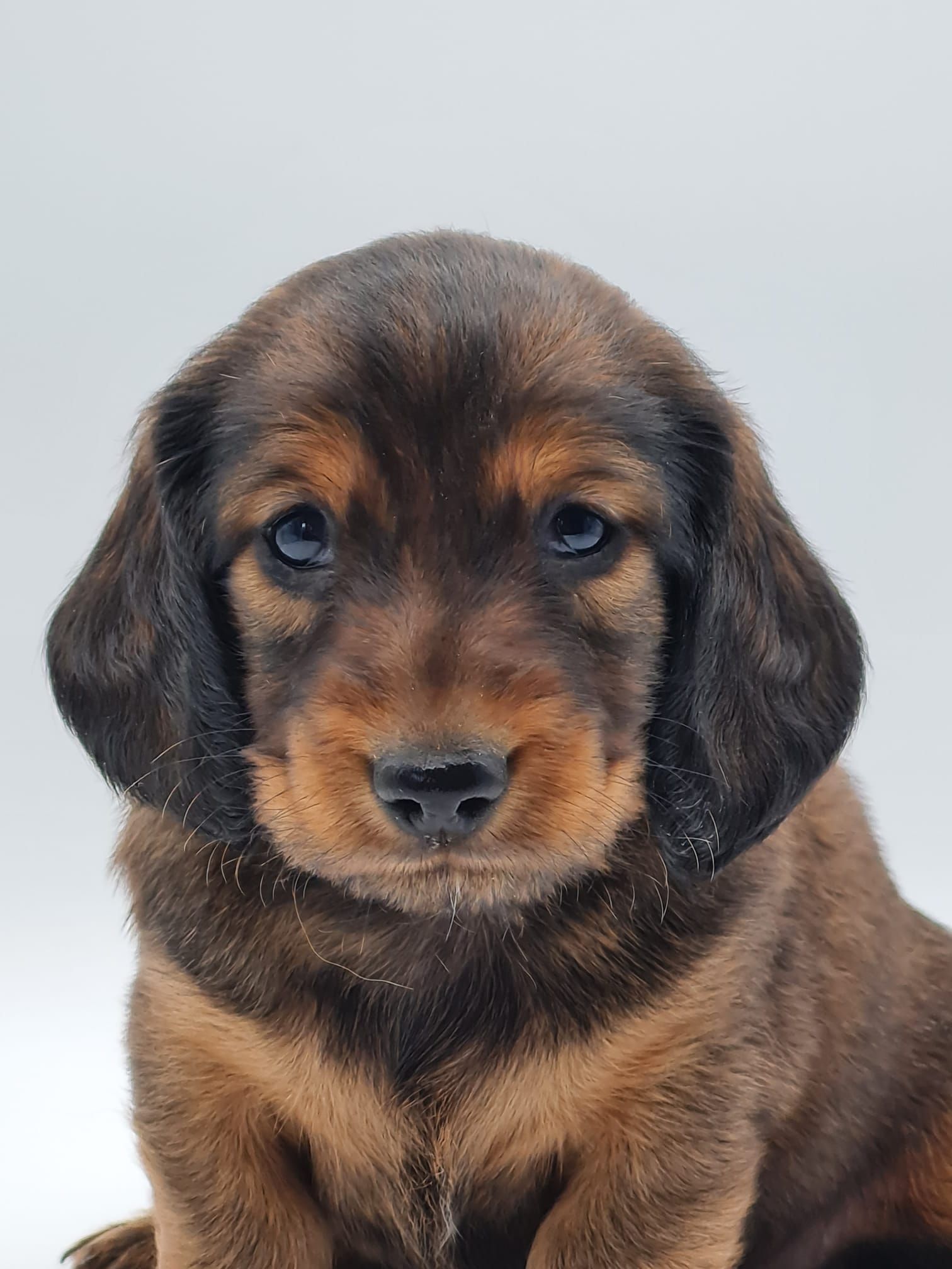 Chiot teckel poil long mâle
